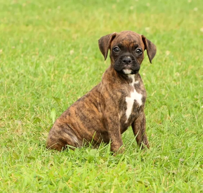 Max