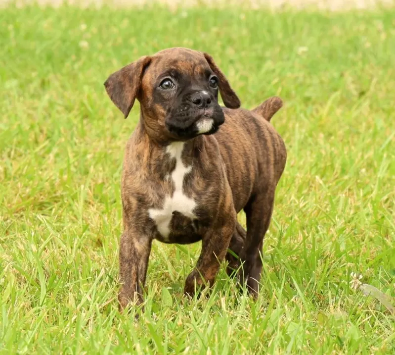 Max