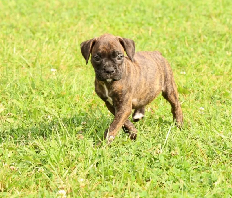 Puppy Name: Midnight