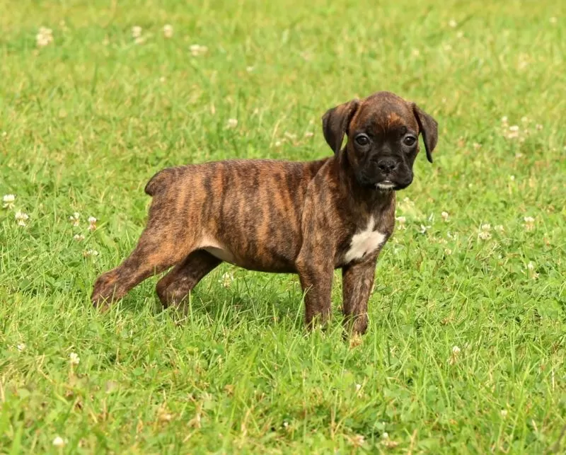 Puppy Name: Shadow
