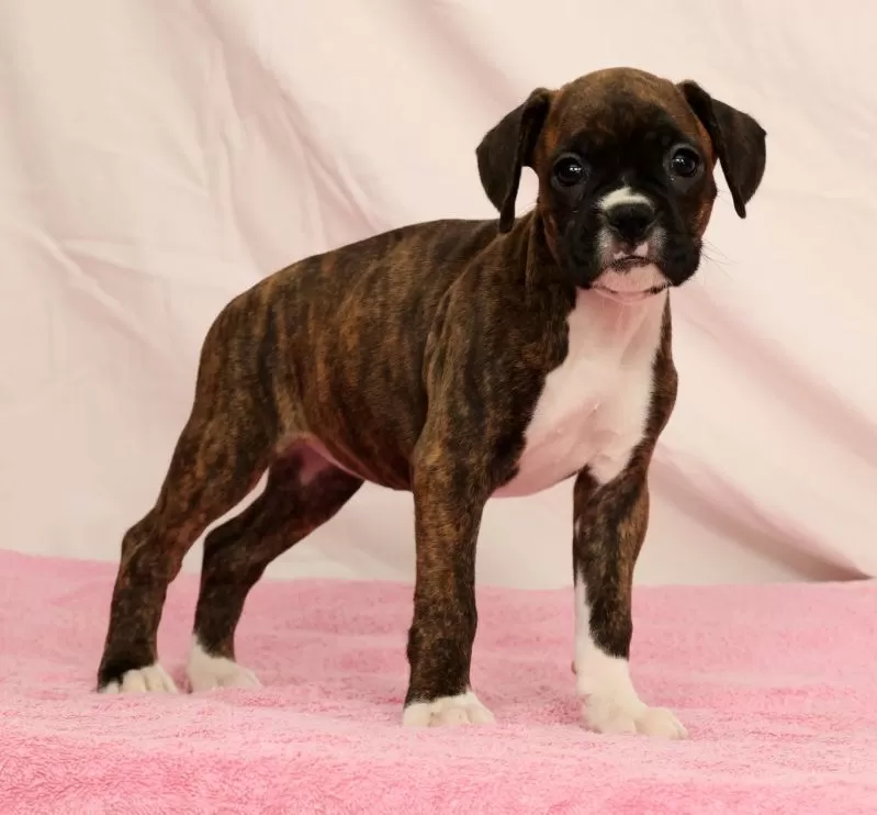 Puppy Name: Cookie