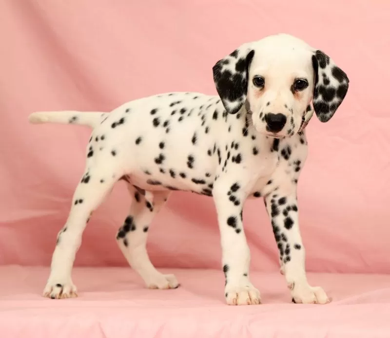 Puppy Name: Ringo