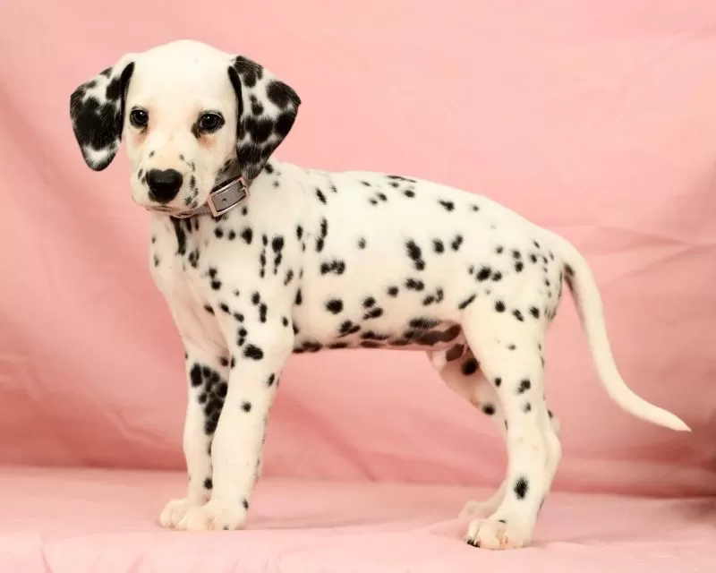 Ringo
