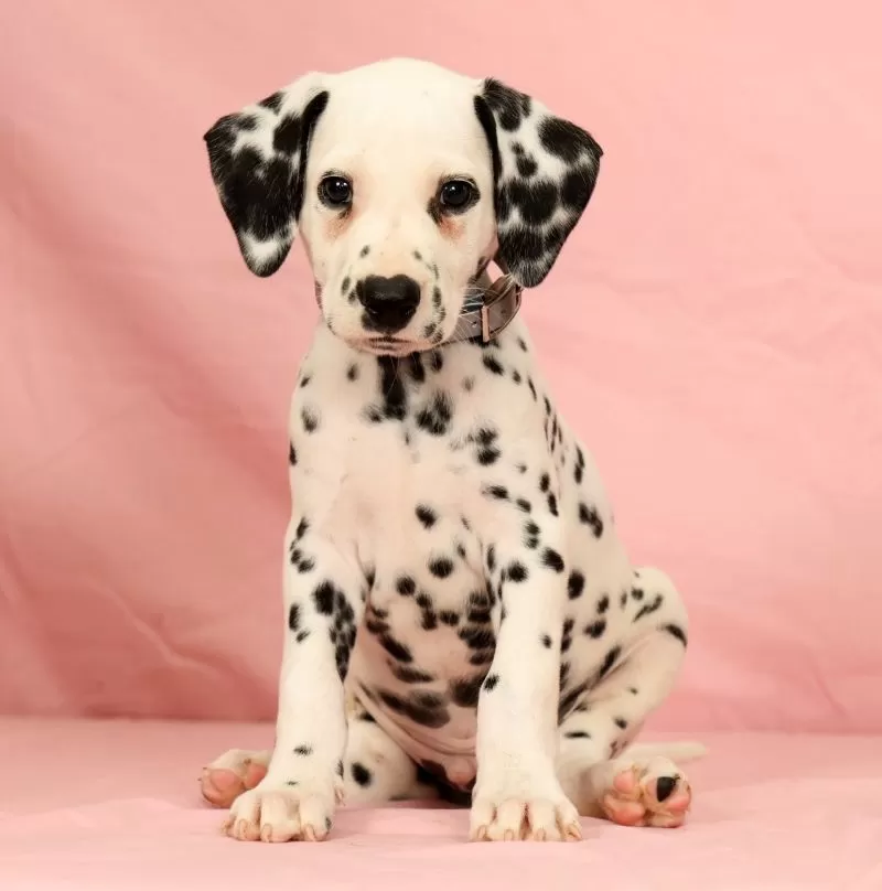 Ringo
