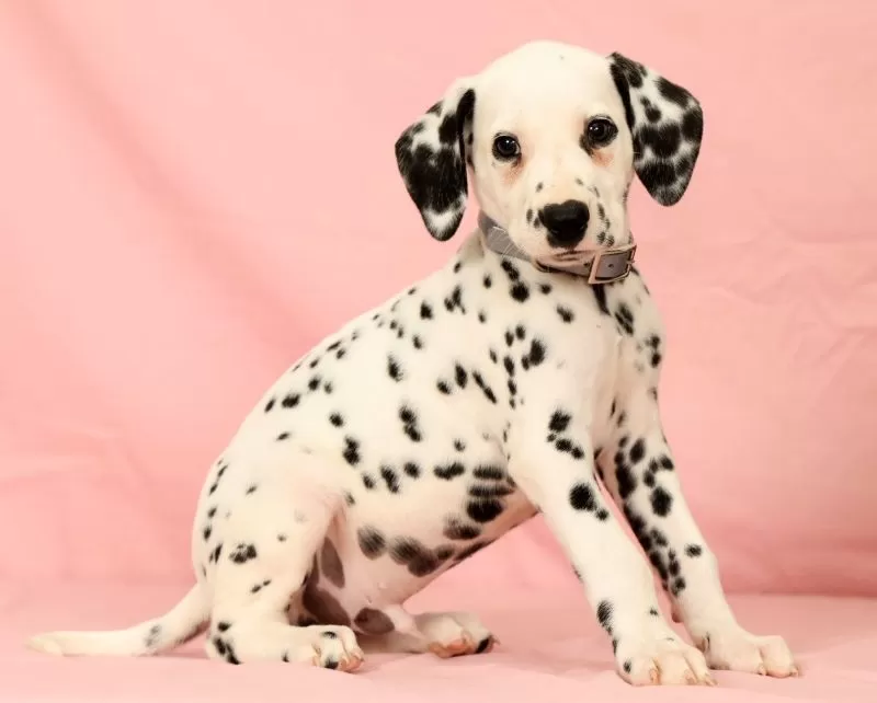 Ringo