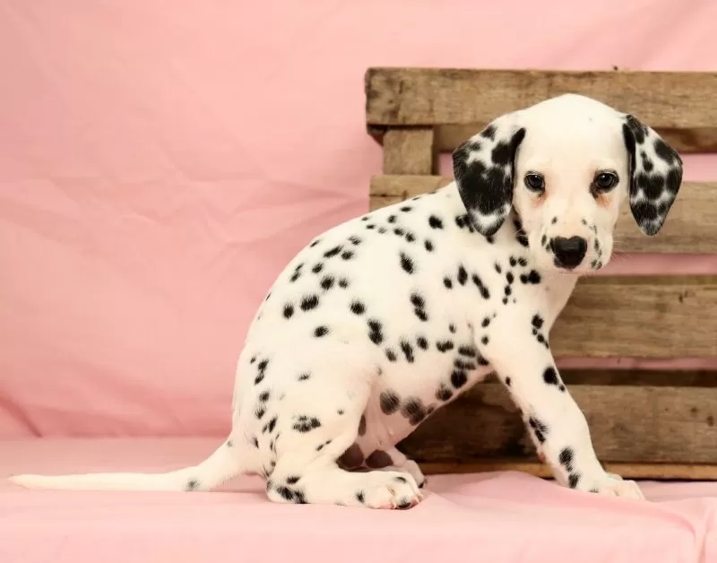 Ringo