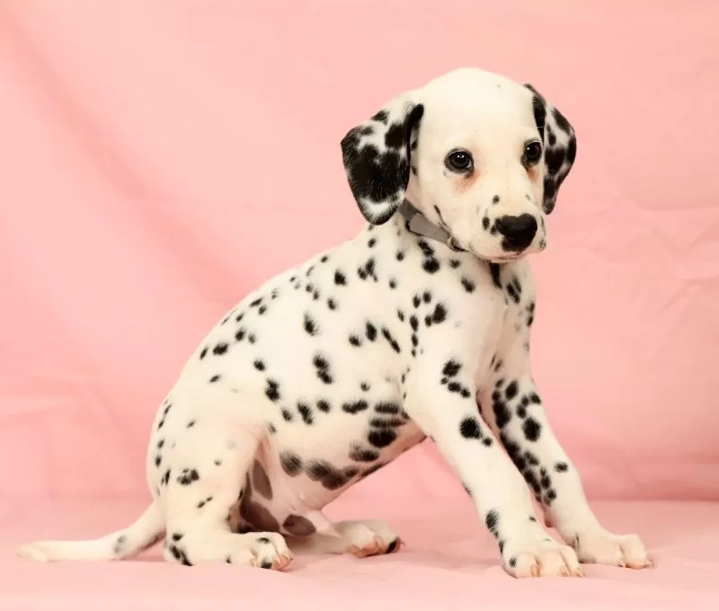 Ringo