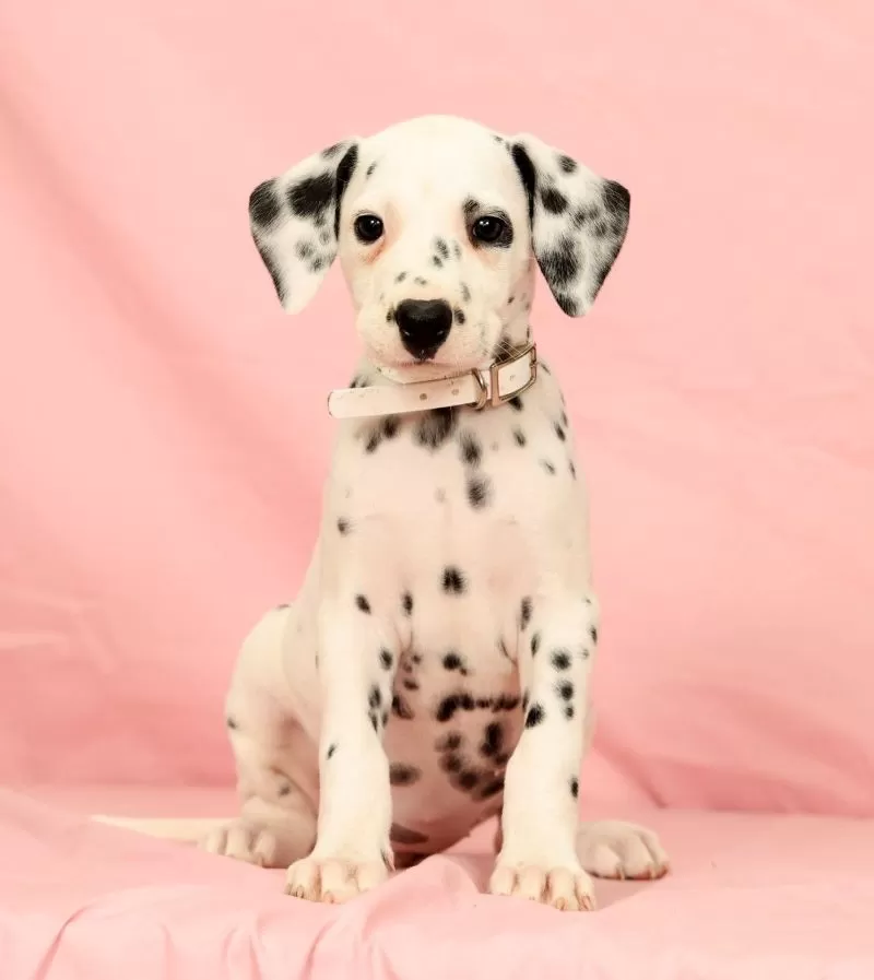 Puppy Name: Brittney