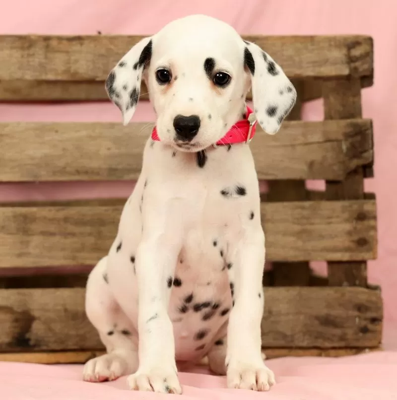 Puppy Name: Tulip