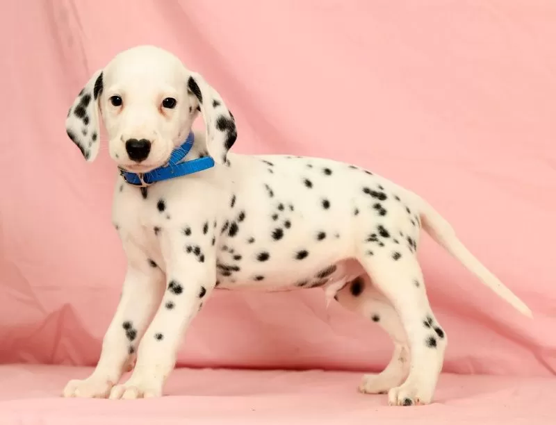 Puppy Name: Rascal