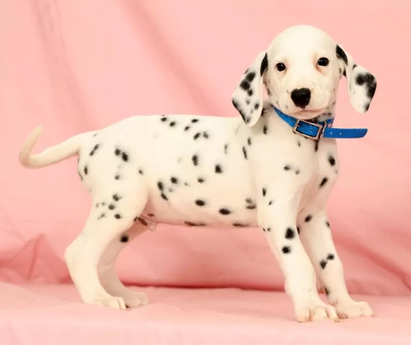Rascal
