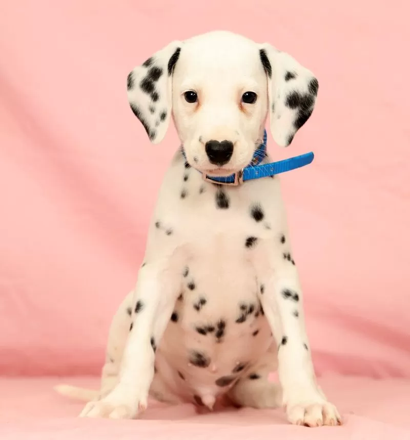 Rascal