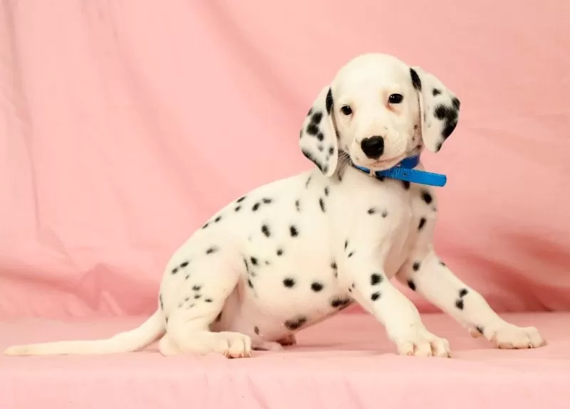 Rascal