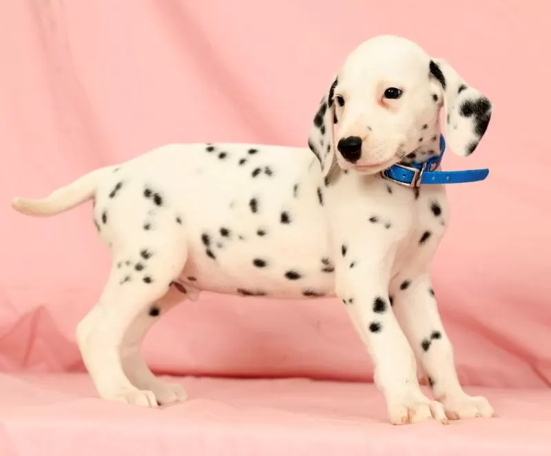 Rascal