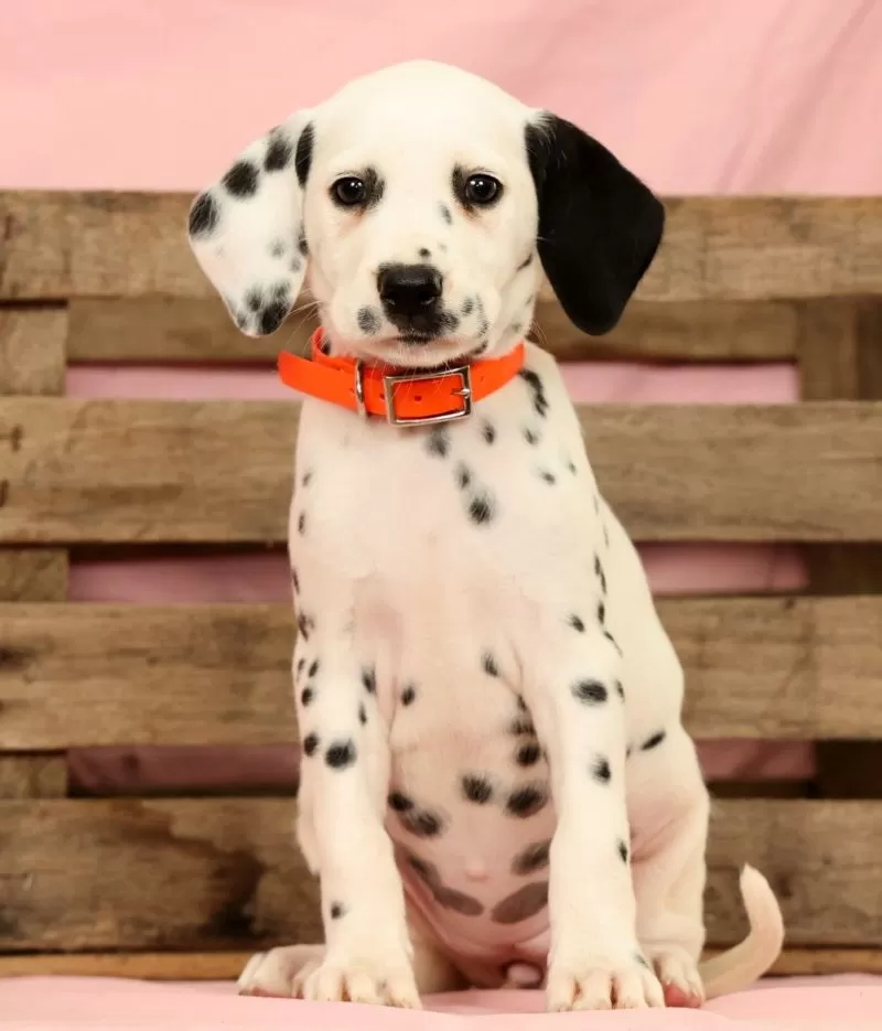 Puppy Name: Lexie