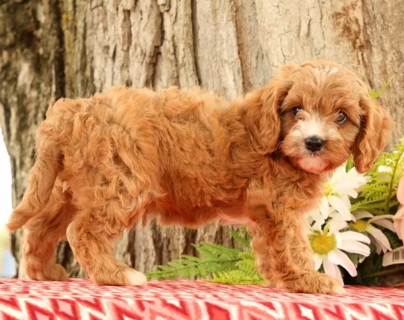 Puppy Name: Jasper