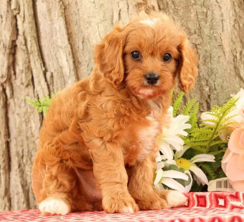 Puppy Name: Jenny