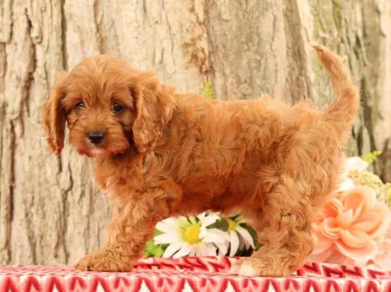 Puppy Name: Jody