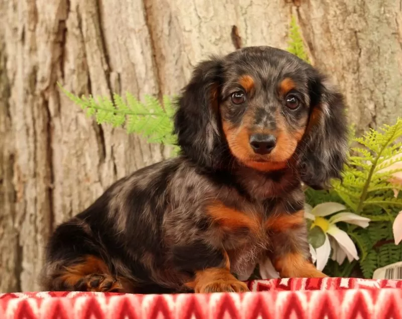 Puppy Name: Tiny