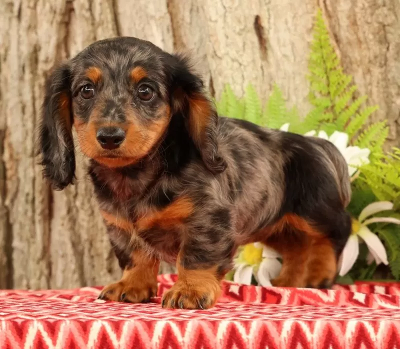 Tiny