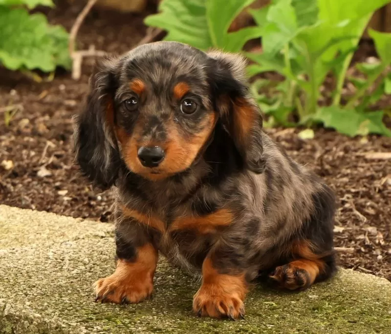 Tiny
