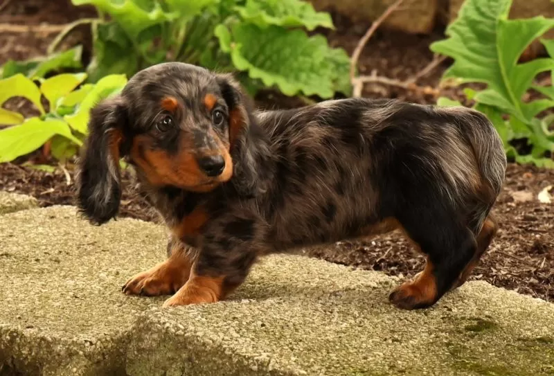Tiny