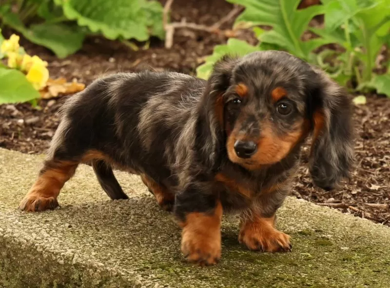 Tiny