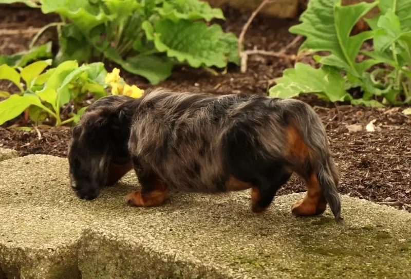 Tiny