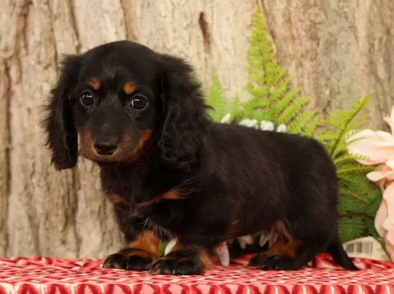 Puppy Name: Tammy