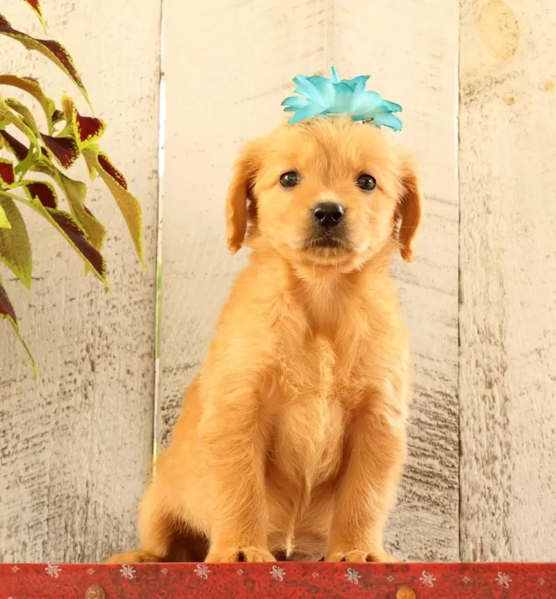 Puppy Name: Natalie