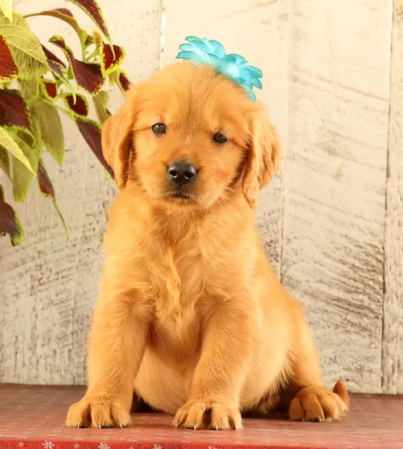 Puppy Name: Nala