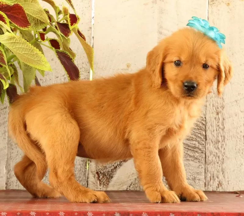 Nala