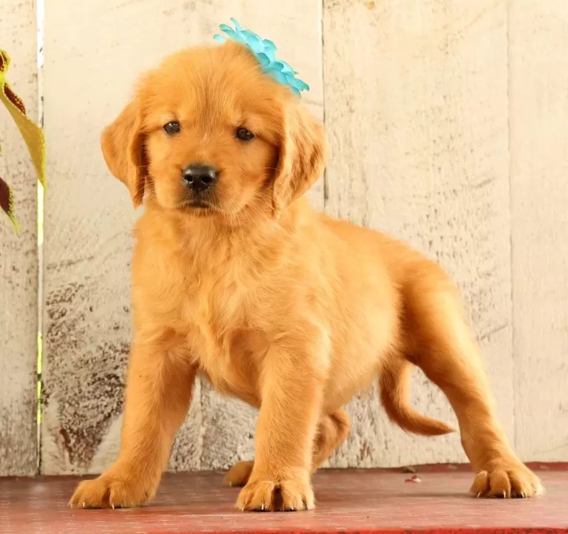 Nala