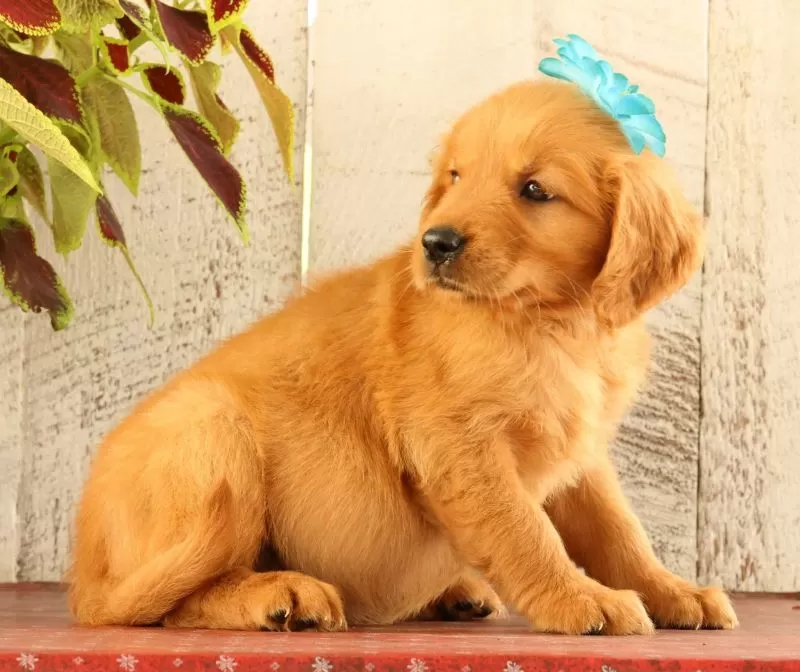 Nala