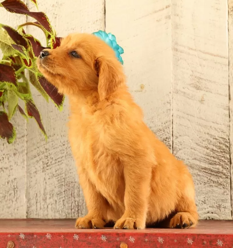Puppy Name: Nellie
