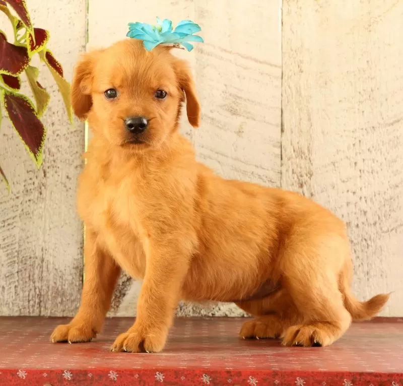 Nova