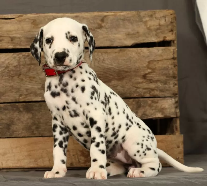 Puppy Name: Missy