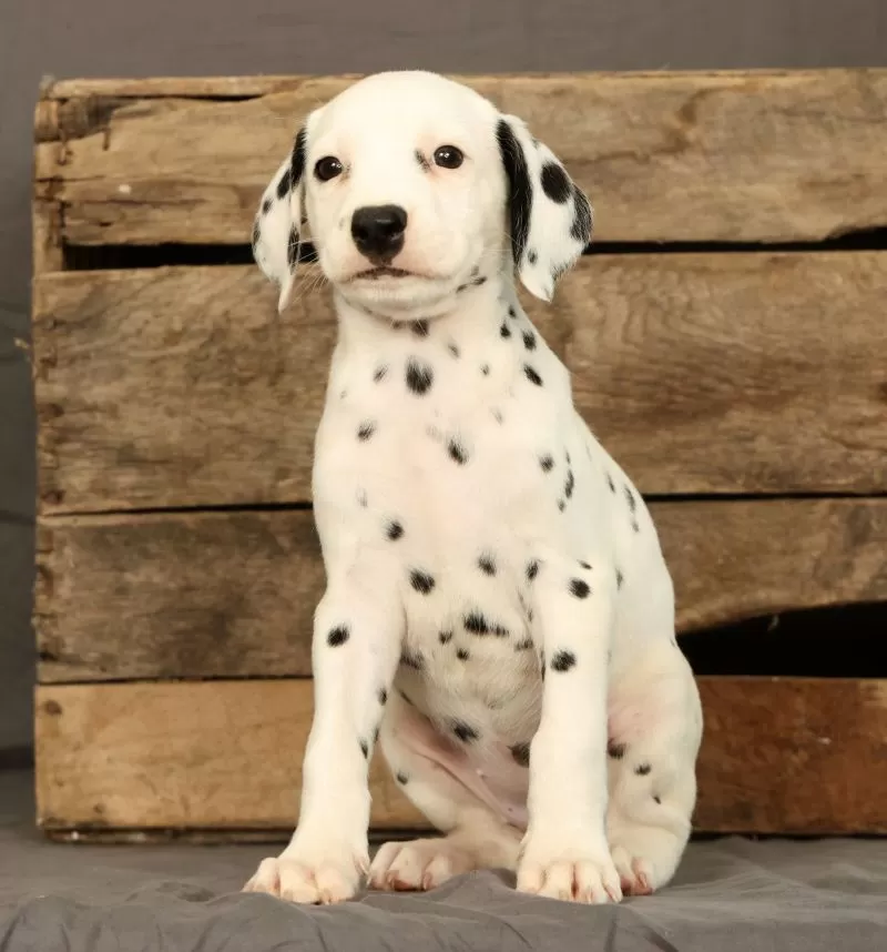 Puppy Name: Rita
