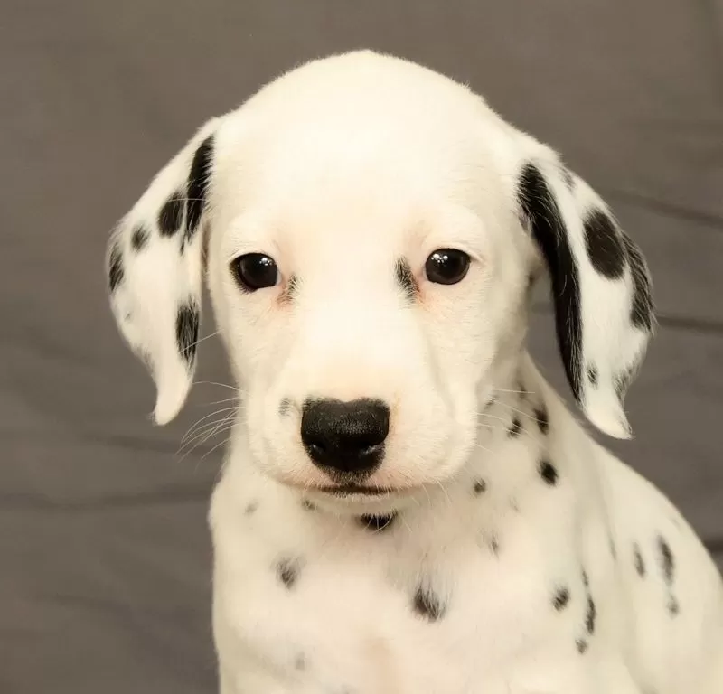 Rita