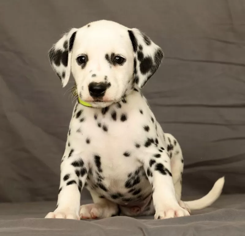 Puppy Name: Connie