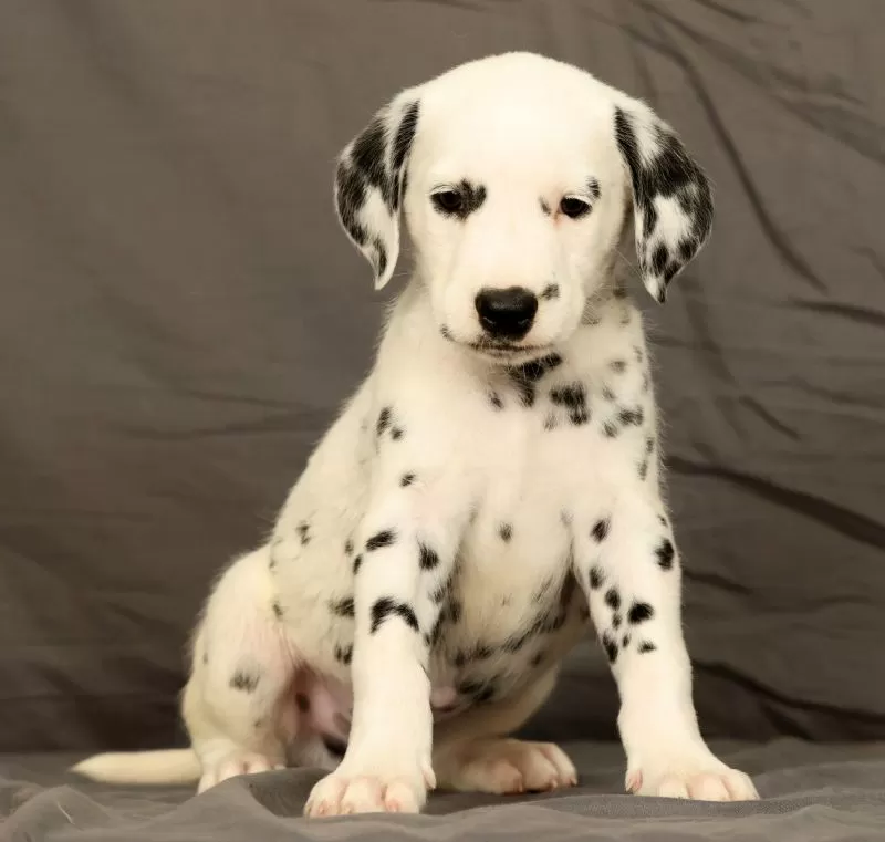 Puppy Name: Brock