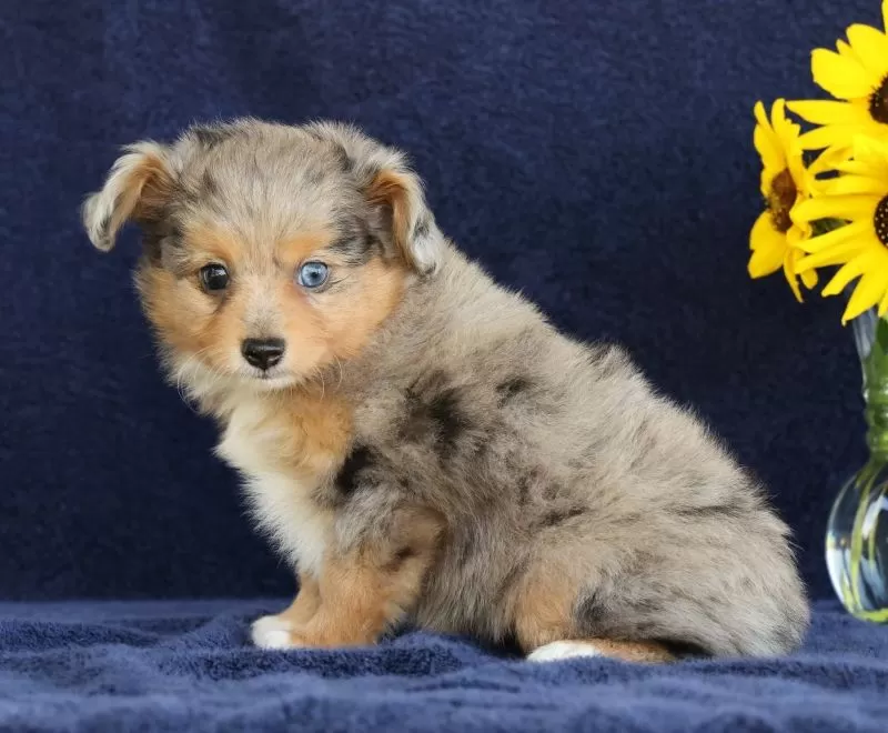 Puppy Name: Candy