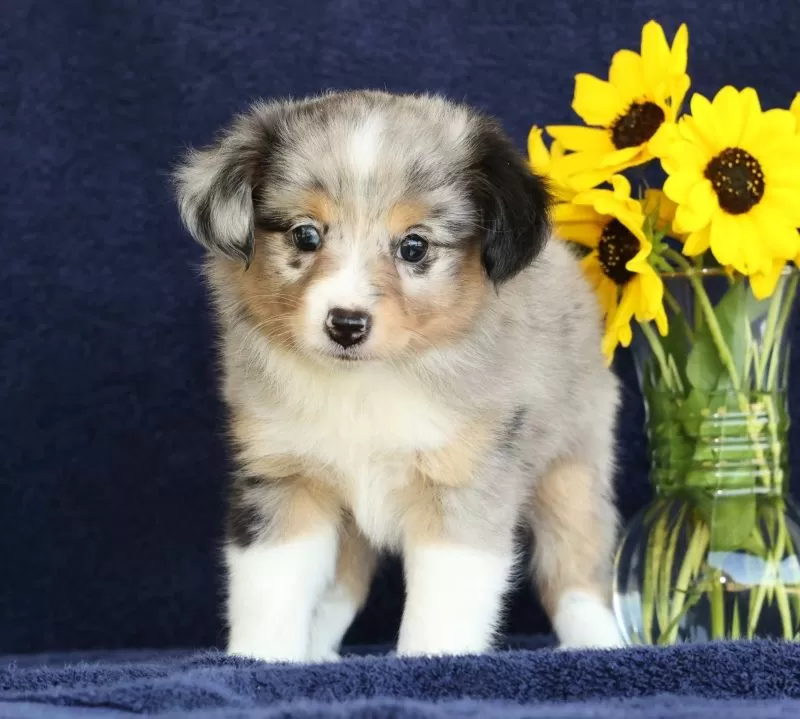 Puppy Name: Connie