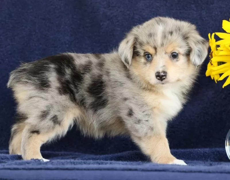 Puppy Name: Callie