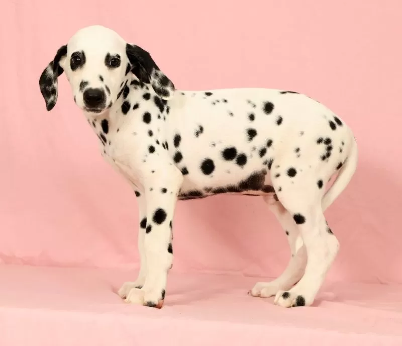 Roscoe