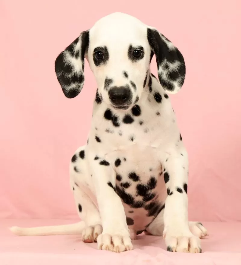 Roscoe