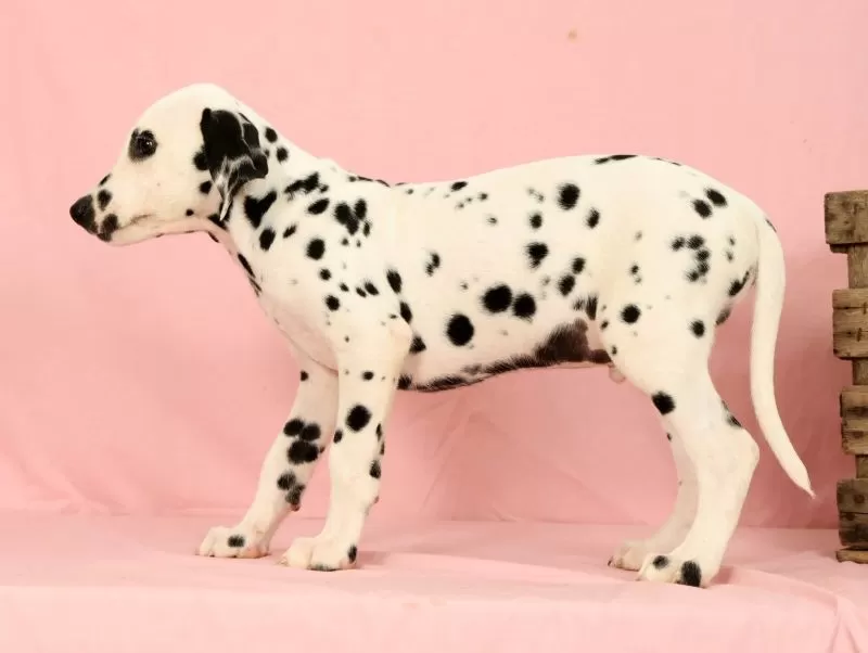 Roscoe