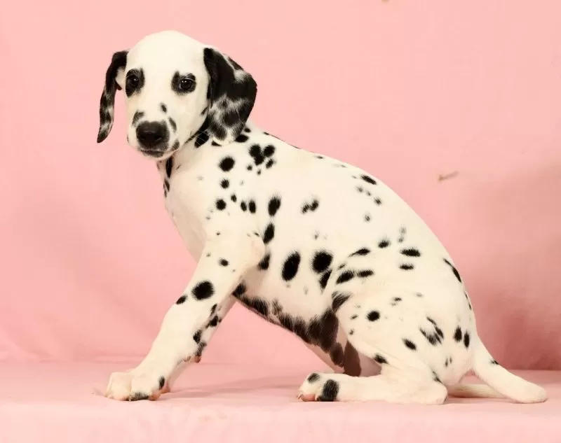 Roscoe