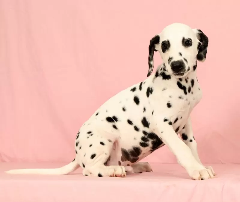 Roscoe