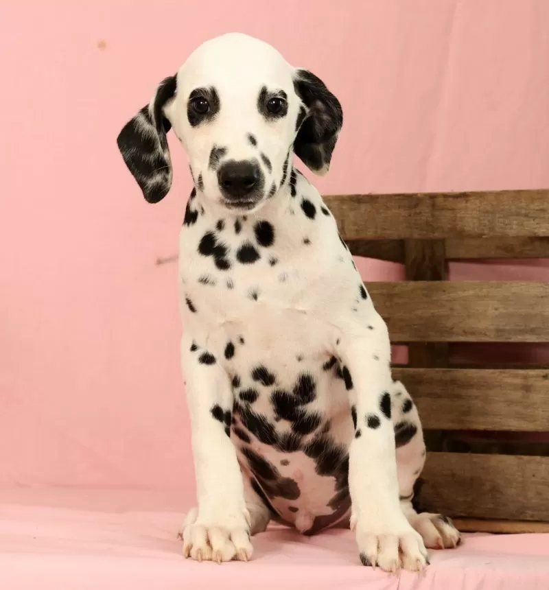 Roscoe
